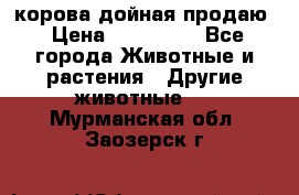 корова дойная продаю › Цена ­ 100 000 - Все города Животные и растения » Другие животные   . Мурманская обл.,Заозерск г.